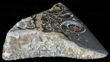 Polished Ammonite Fossil Slab - Marston Magna Marble #63821-2